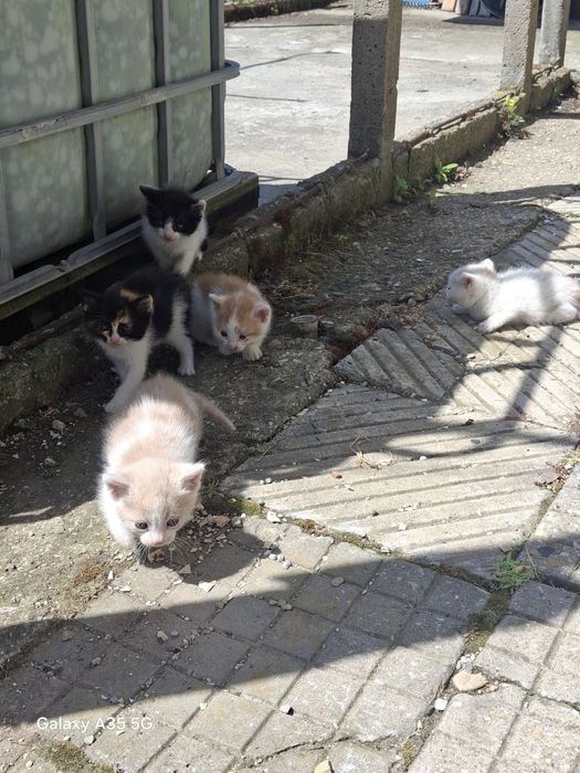 Подарявам котенца