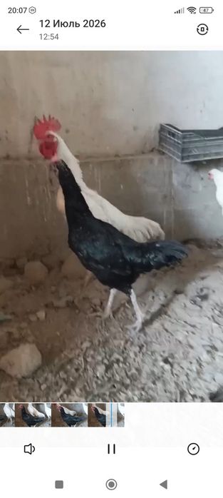 Жужалари сотилади.