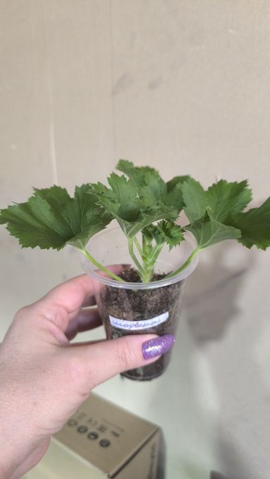 Пеларгонии(герань)разные сорта