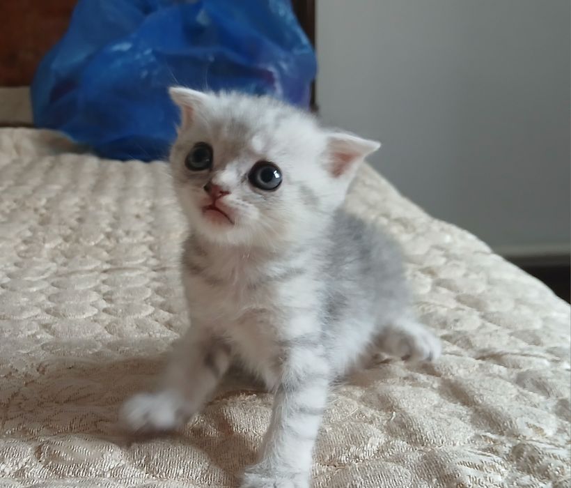 Котята вислоухие, британские