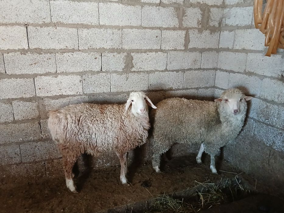 Продам баран токтушки