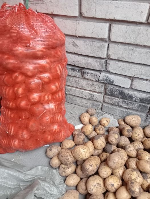 Лук сухой  доставка