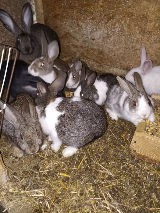 vand sau schimb iepuri hycole francez