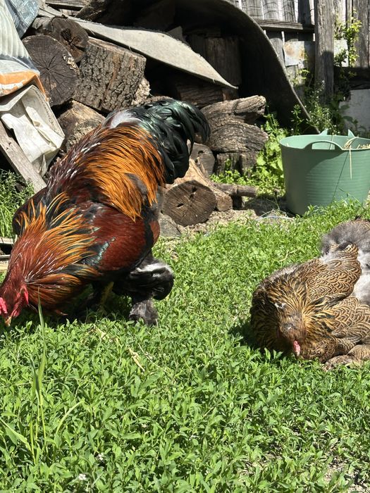 Disponibila pereche brahma potarnichiu