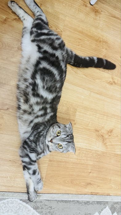 Кот породы скоттиш фолд