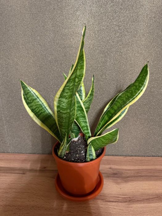 Сансевиерия лауренти с двумя детками