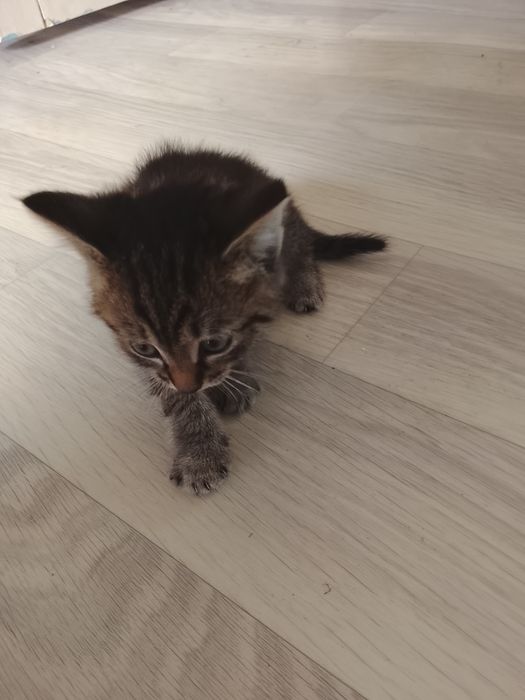 Отдам котят в добрые руки
