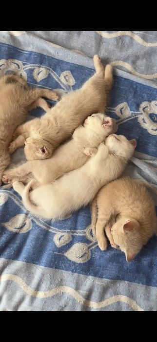 Мушук, мушукча, котёнок, котята