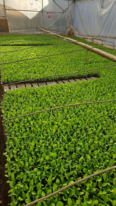 Vând răsad de Salată SHNGORE