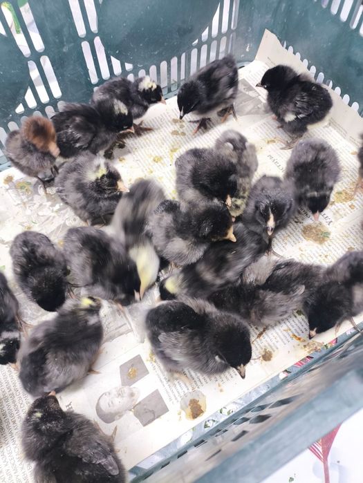 Цыплята порода Доминант - крепкие, несушки