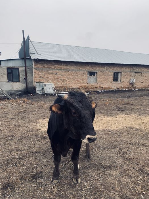 Таза қанды Алатауский Бұқа