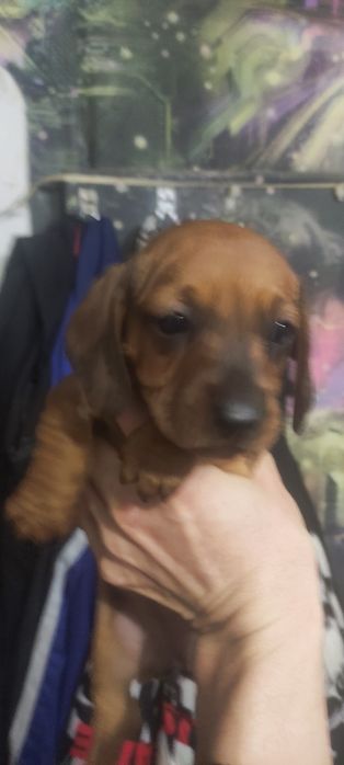 Продам щенков таксы