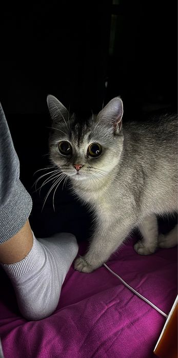 Отдам в хорошие руки