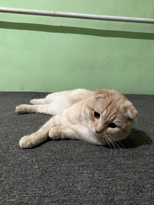 Fold mushuk narx kelishiladi