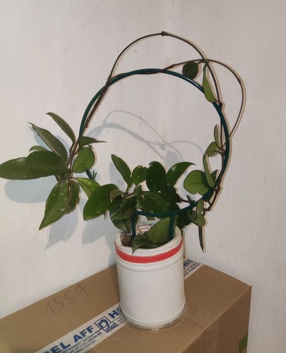 Бугенвилия цветущая