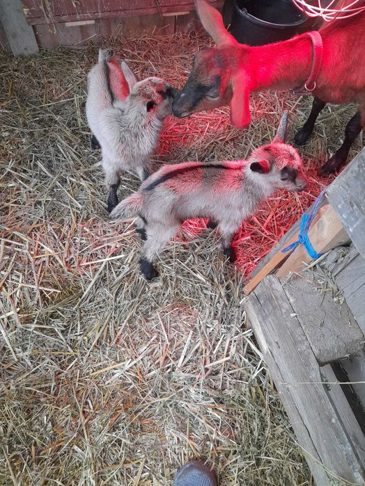 Animale domestice capre