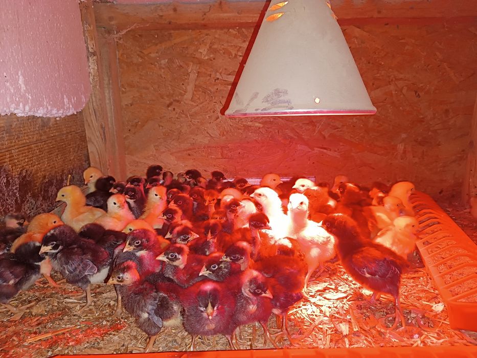 Pui de vanzare cu precomanda