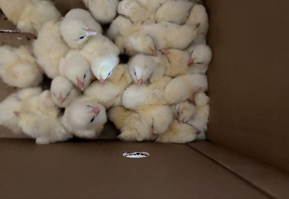 Цвплята бройлера суточные вакцинированные