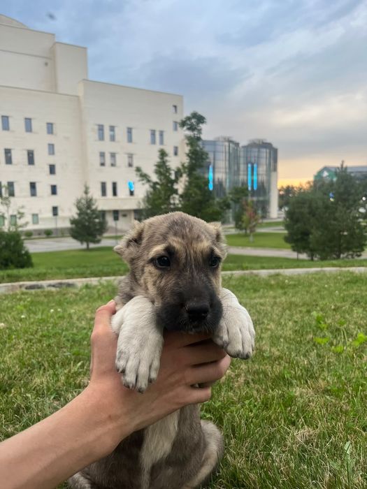 Продам щенка Алабай САО
