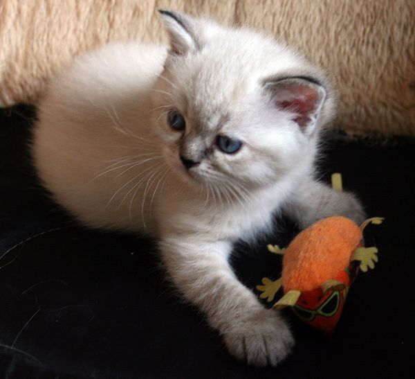 Британские котята