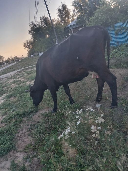 Продам коров 2 головы, черные