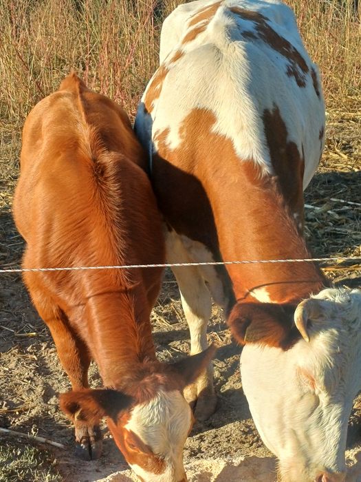 Două vaci la a doua fatare