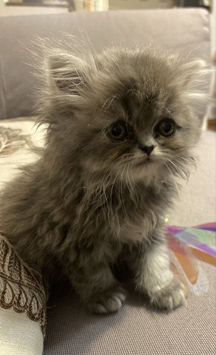 Pui de pisica persana