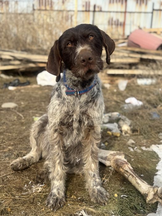 Дратхаар Девочка