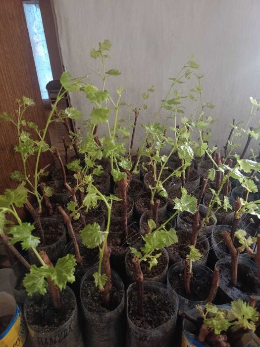 Продам саженцы винограда [10 сортов ]