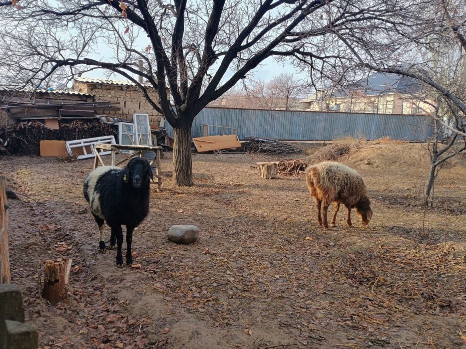 Сатылады бидайға бағылған