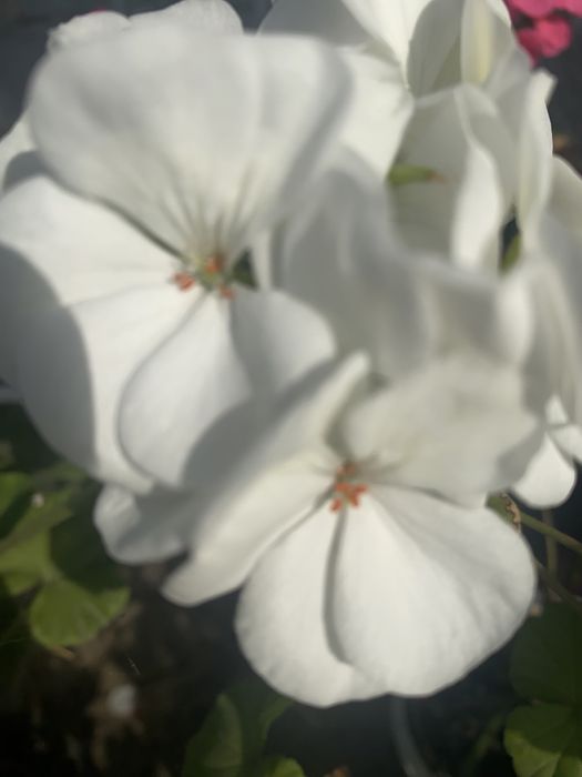 Герани цветущие комнтаные растения