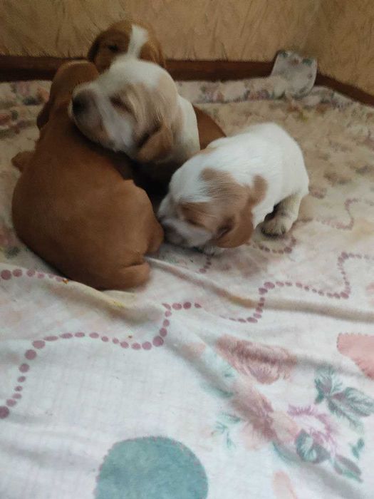 Щенки коккера спаниеля