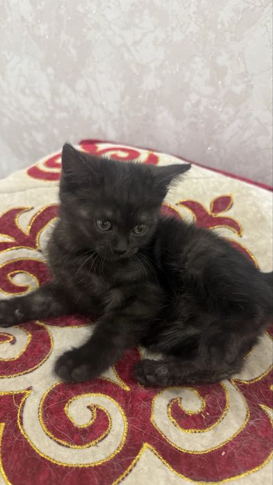 Котенок 3 месяца