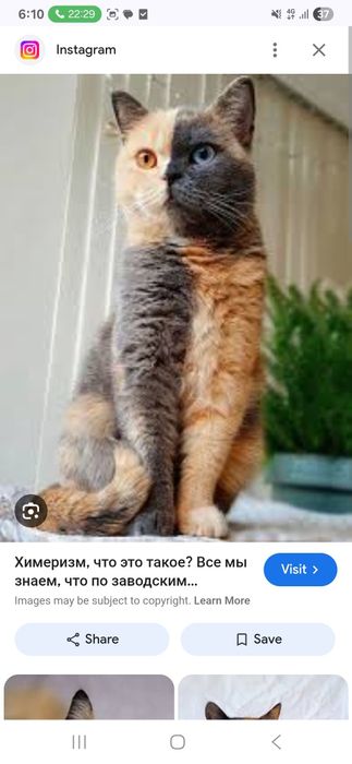 Кошка окраса Химера