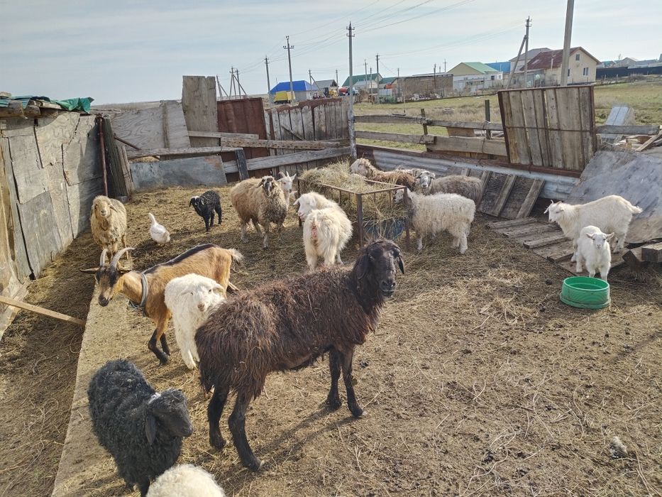 Кой козысымен сатылады