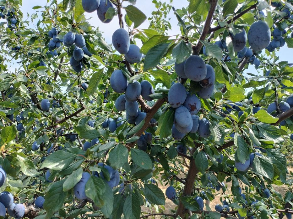 Prune de tuica palinca