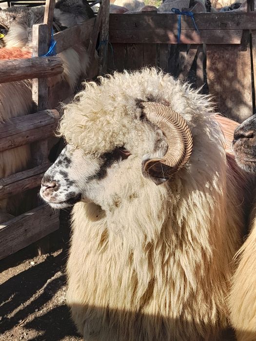 Vand patru oii și trei berbecuți bocălăi