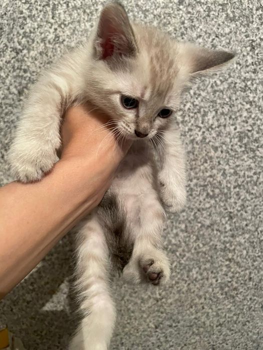 Котик мальчик ищет семью