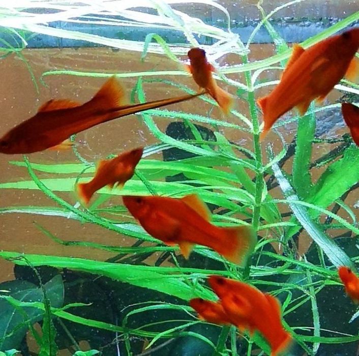 Меченосцы , Моллинезии, Гуппи ,Анциструсы.