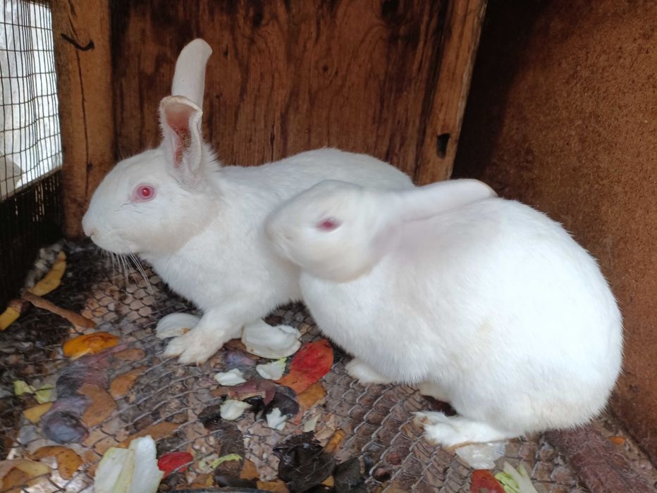 Polvelidkan quyonlar sotiladi