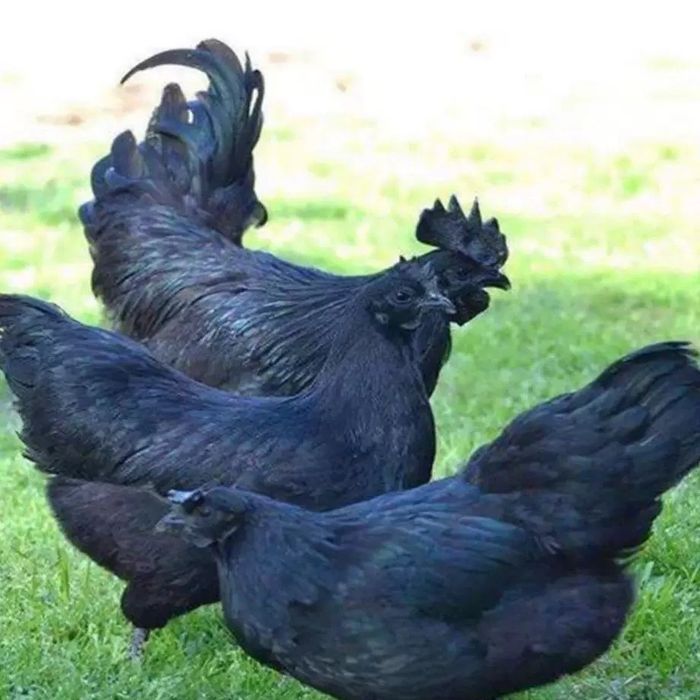 Яйца Ухайлюль превезены напрямую из Китая.