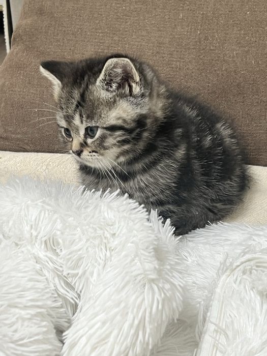 Котёнок Мальчик Скоттиш страйт