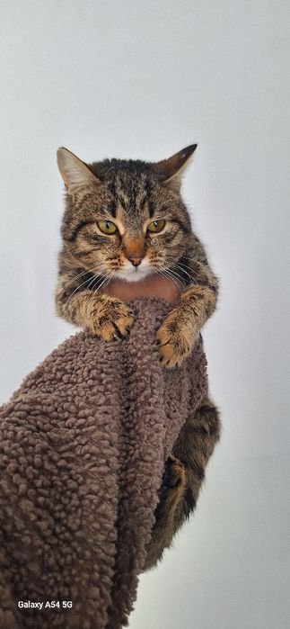 в добрые руки кошки