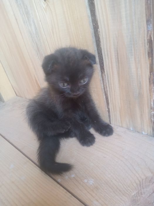Продам вислоухого котенка