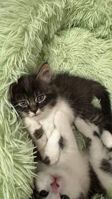 Котята турецкой ангоры