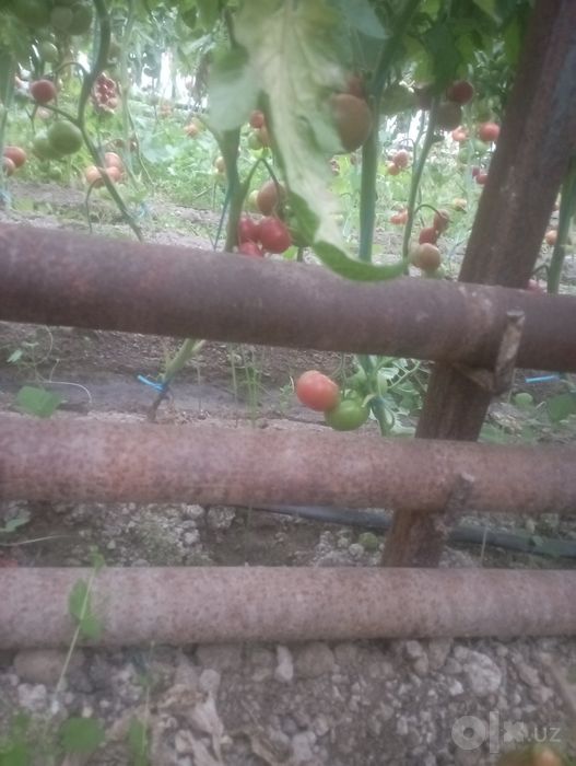 isiqhonani ,turubasi bn  atapleniyasi sotiladi katyyoli bn