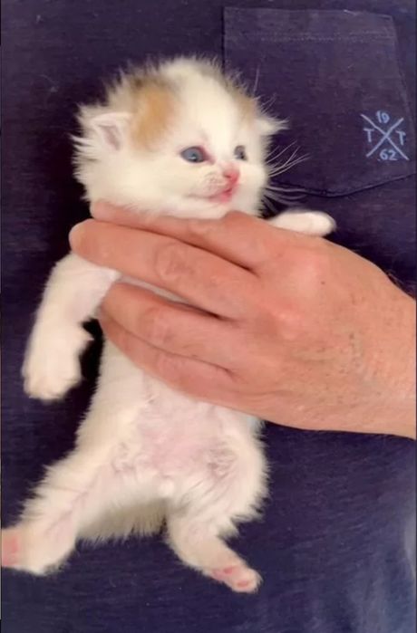 Веслоухие котята, все девочки