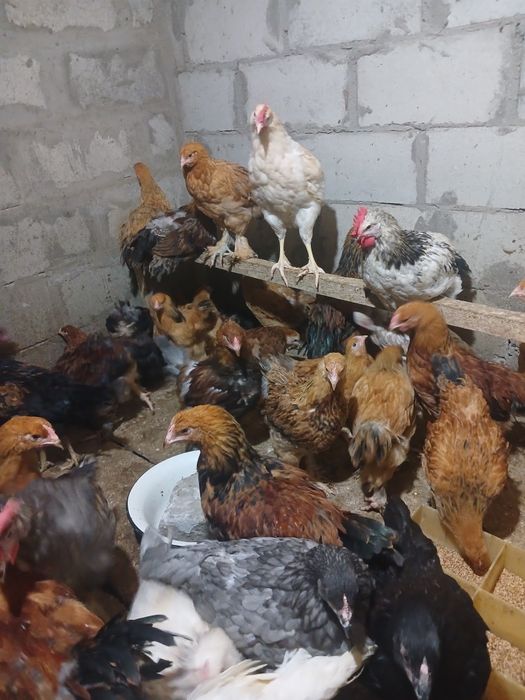 Продам Брама курица