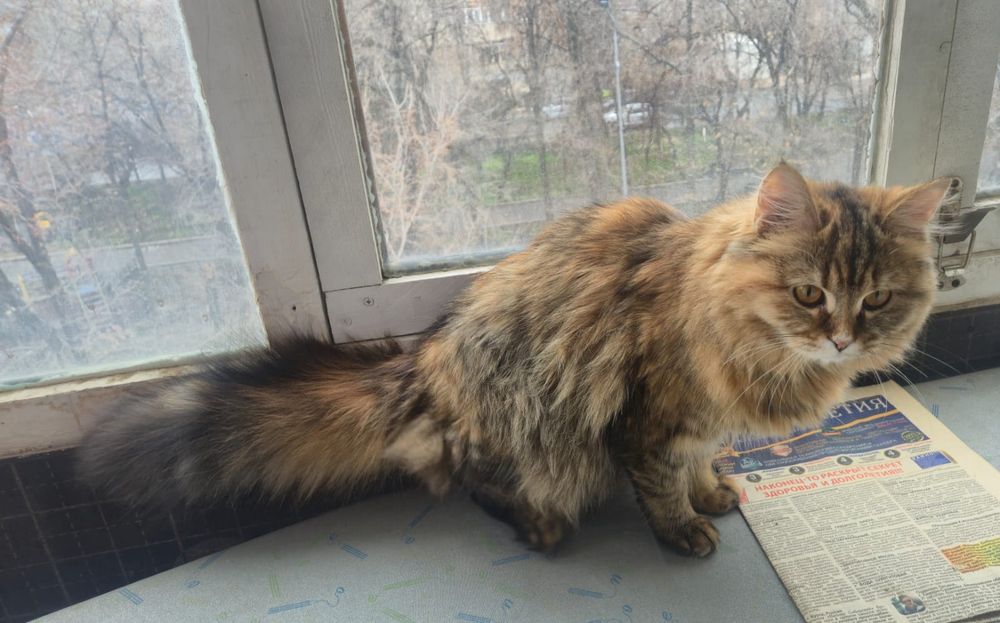Отдам в хорошие руки котенка