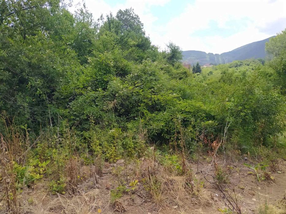 Почистване на запустели парцели и имоти